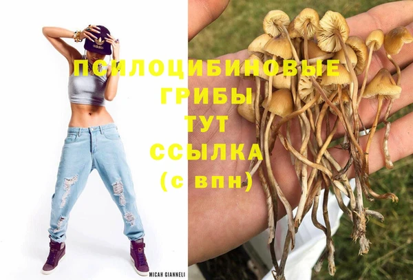 индика Медвежьегорск